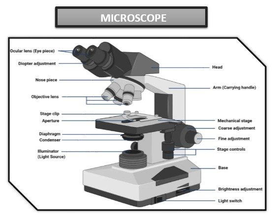 Microscope, principle, invention, parts, uses